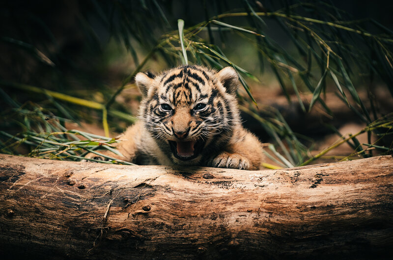 Tiger Cub Yawning — Brown, Natural, Photograph