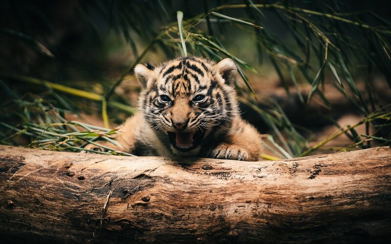 Tiger Cub Yawning — Brown, Natural