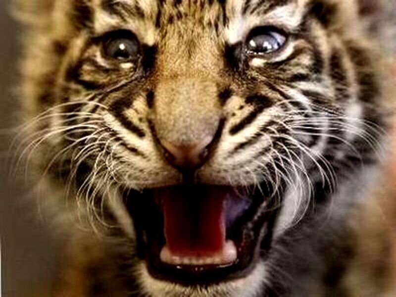 Tiger Cub Yawning — Brown