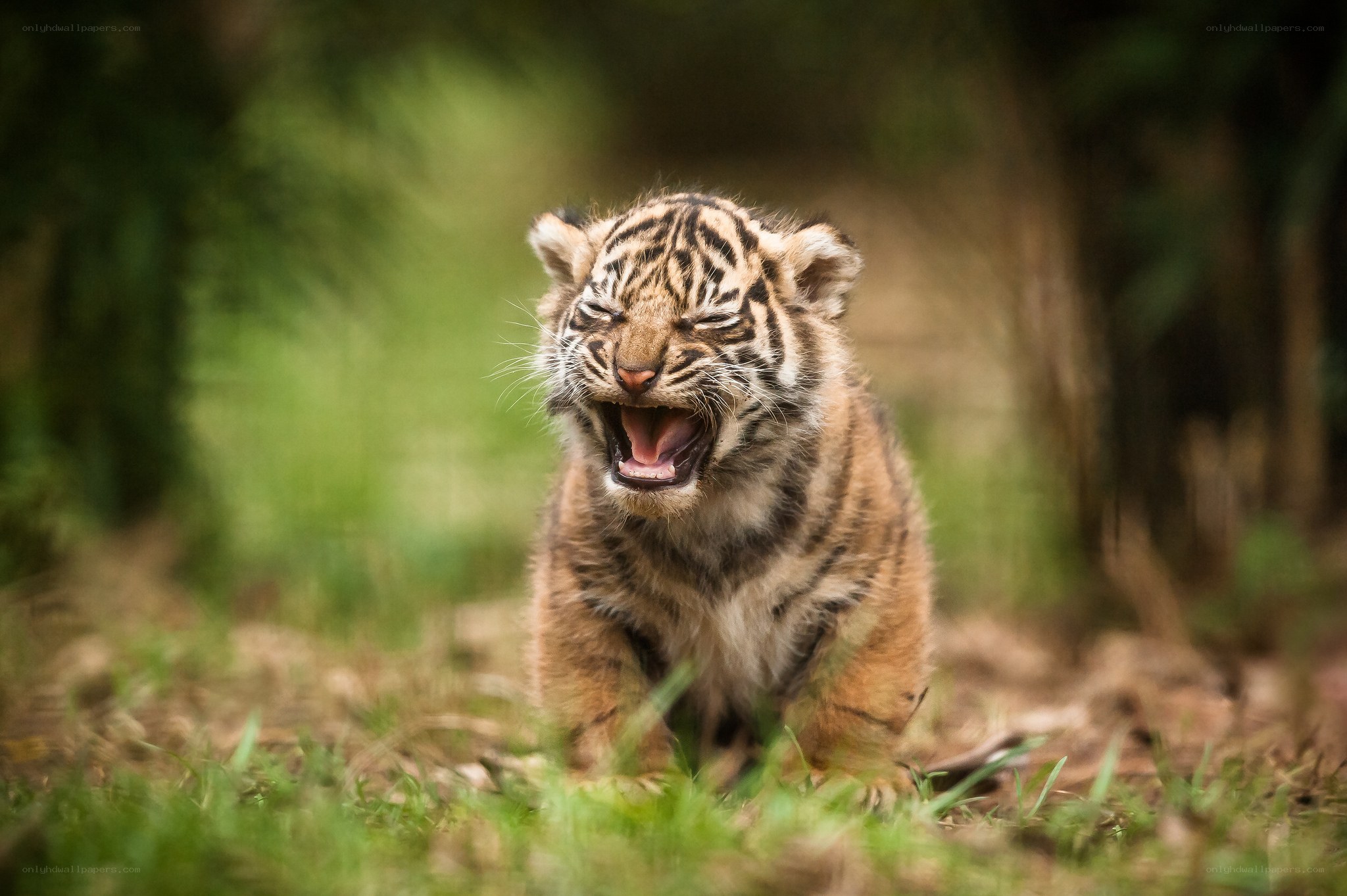 tiger cub yawning in forest