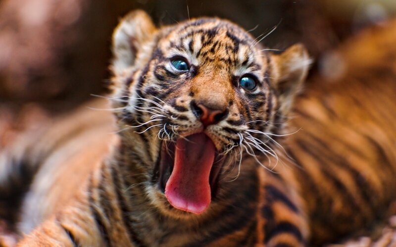 Tiger Cub Yawning — Orange, Alert