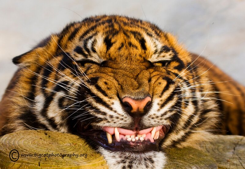 Tiger Cub Yawning — Orange