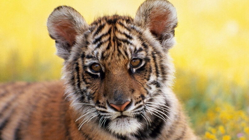 Tiger Cub — Yellow, Calm