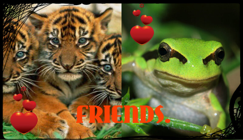 Tiger Cubs and Frog