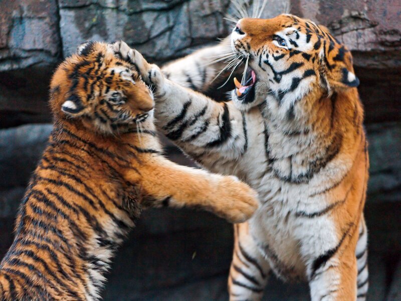 Tiger Cubs Fighting — Orange