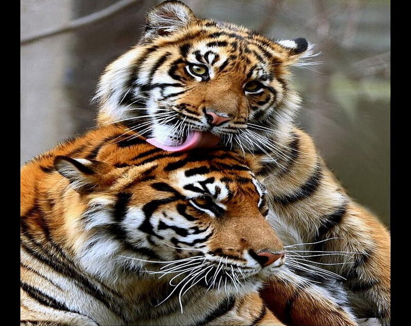 Tiger Cubs Grooming
