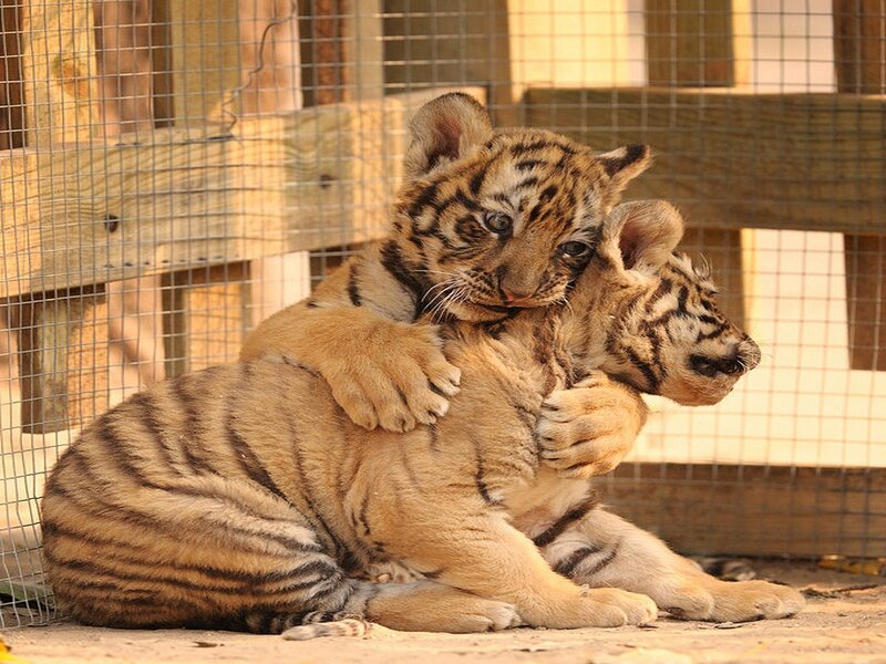 Tiger Cubs Hugging — Brown