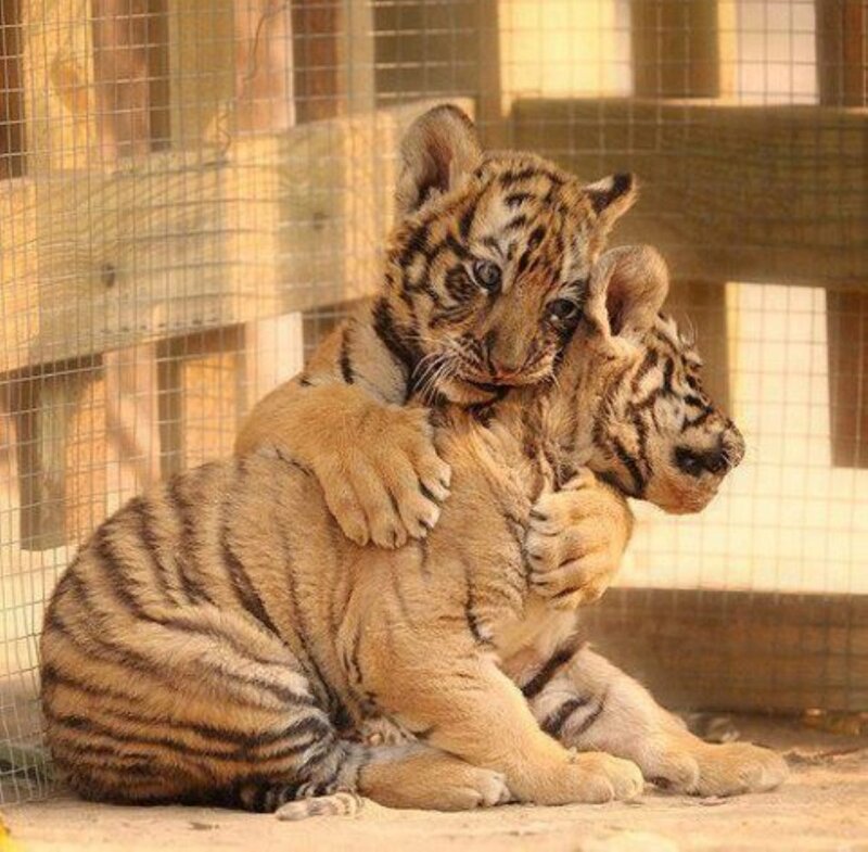 Tiger Cubs Hugging — Orange