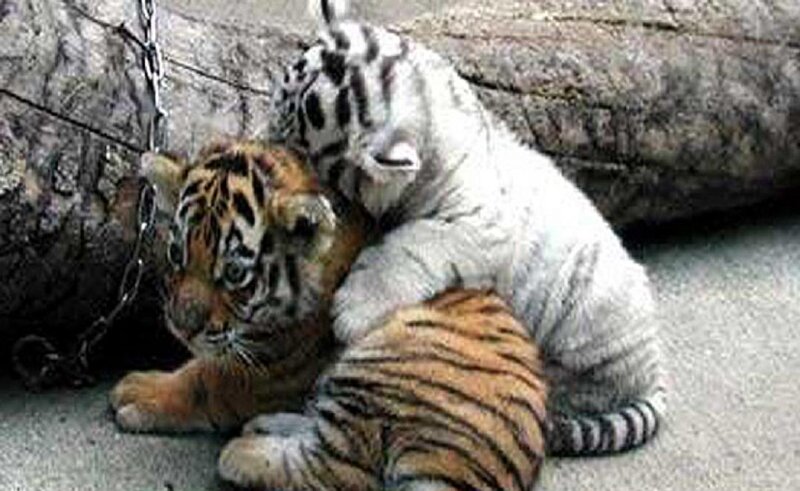 Tiger Cubs Hugging