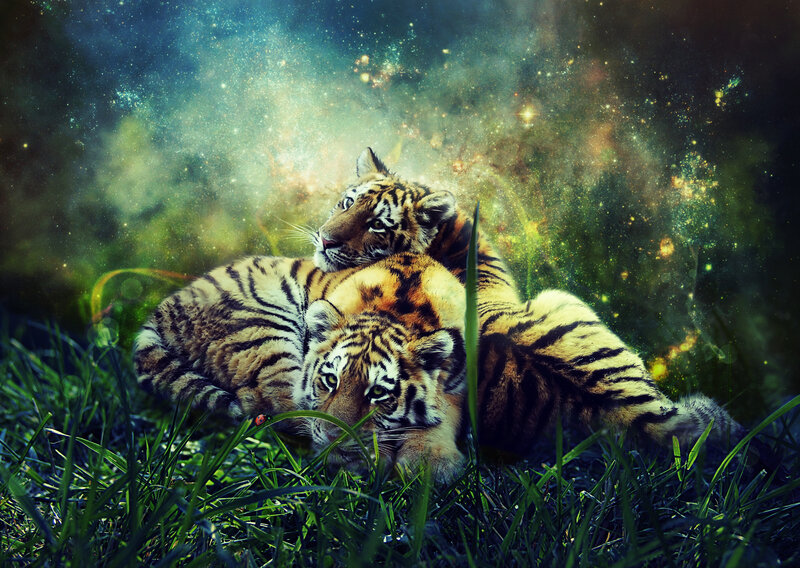 Tiger Cubs in Grass — Green