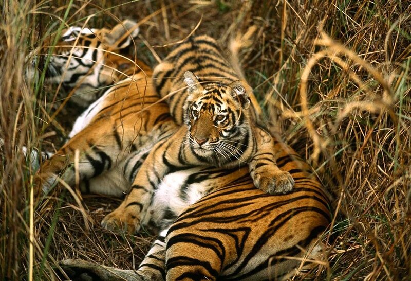 Tiger Cubs in Grass — Orange
