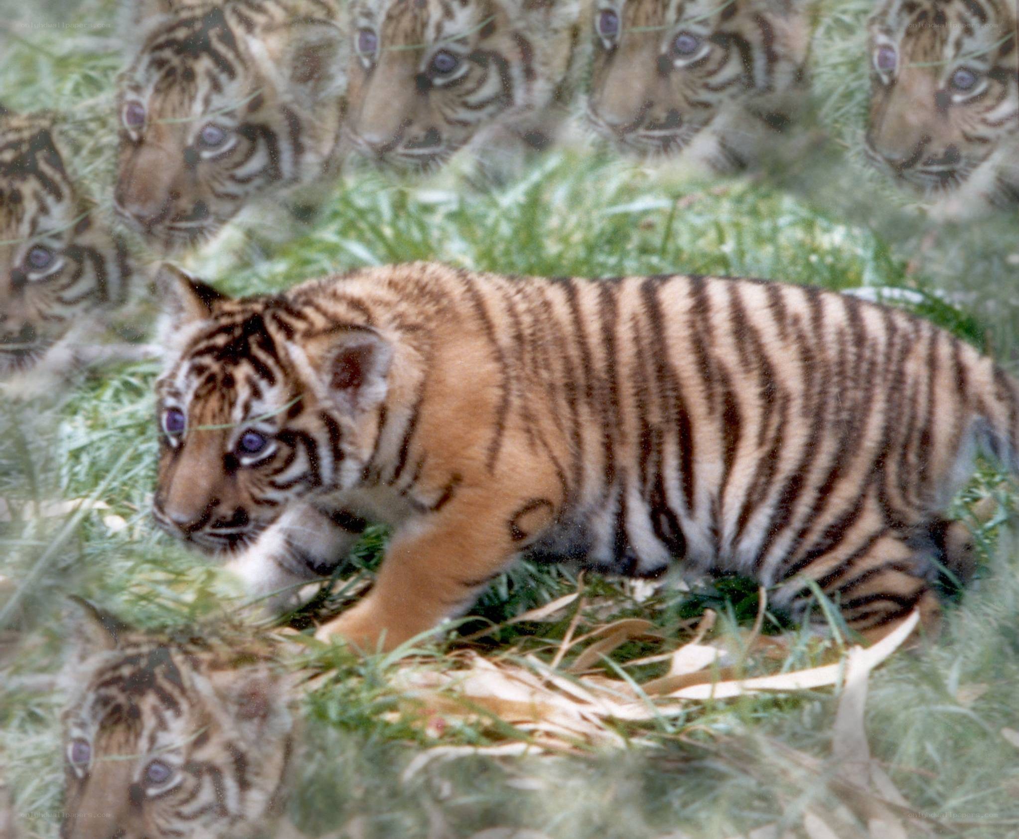 tiger cubs in grass
