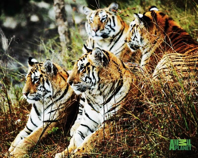 Tiger cubs in the grass