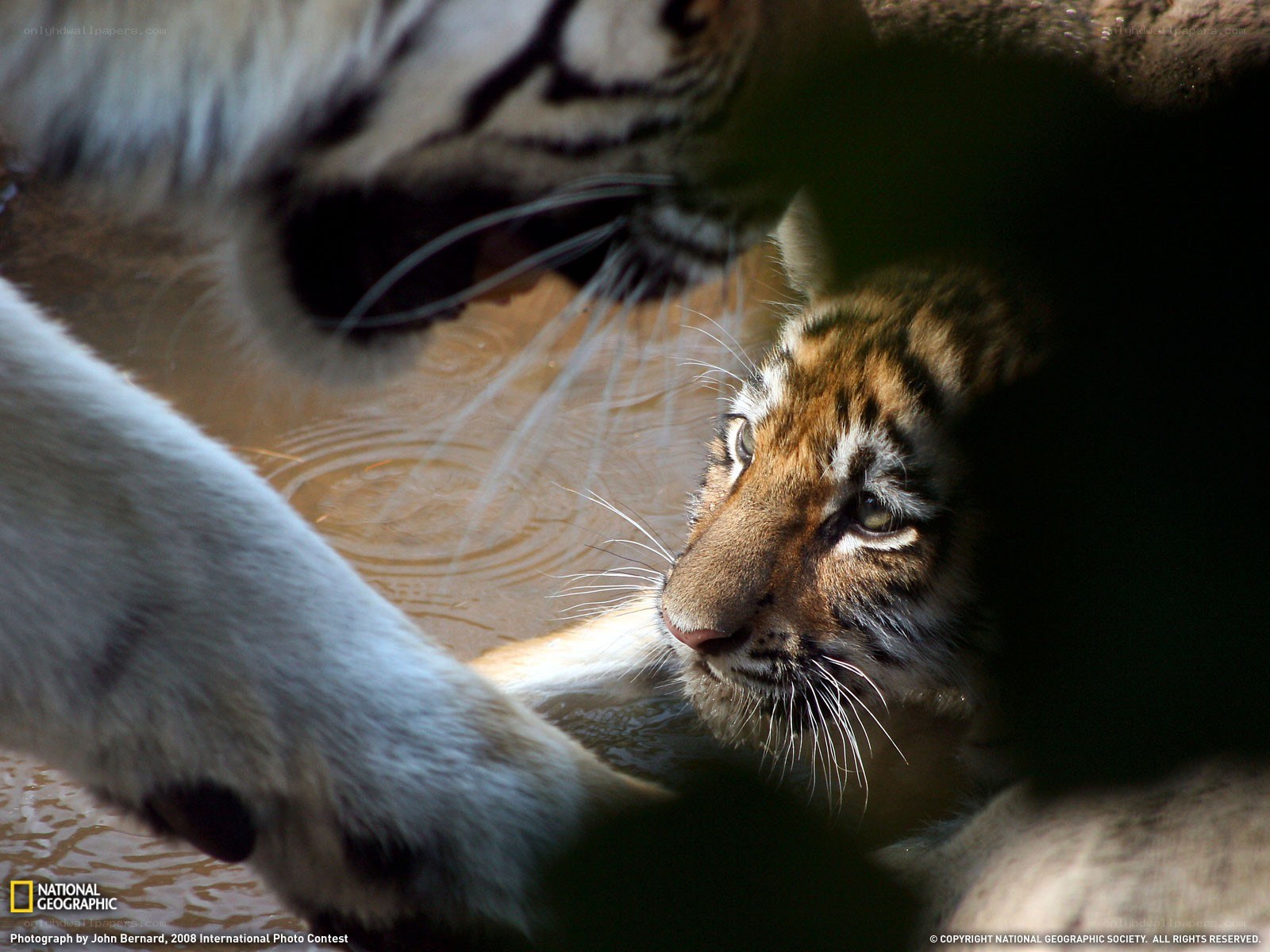 Tiger cubs in water