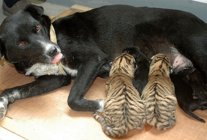 Tiger Cubs Nursing
