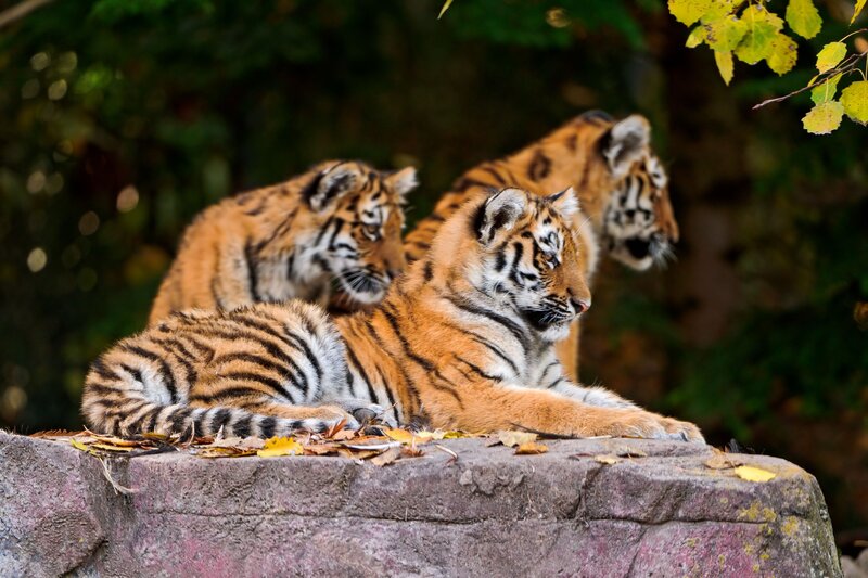 Tiger cubs on a rock