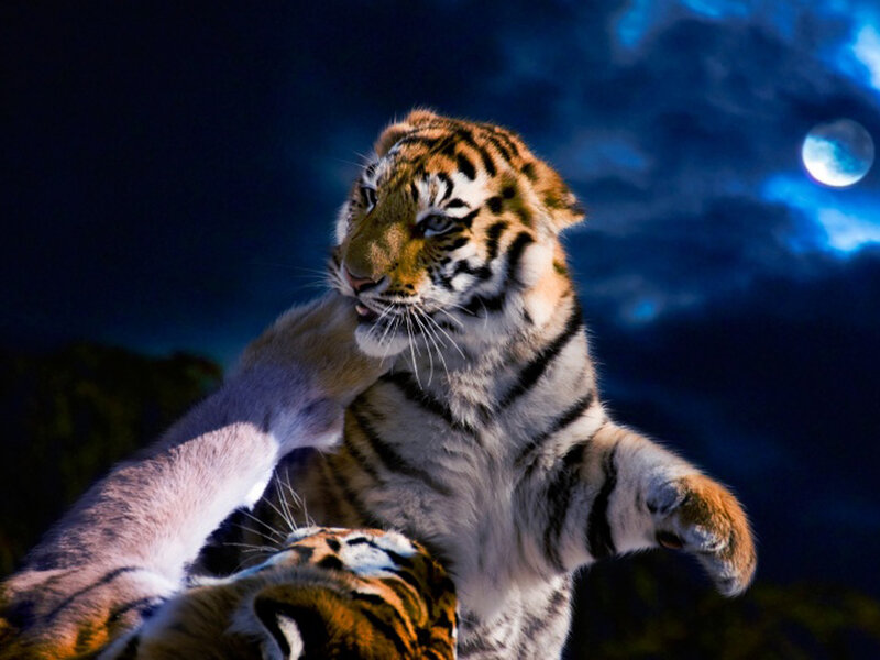 Tiger cubs playing at night
