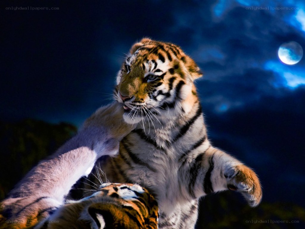 Tiger cubs playing at night