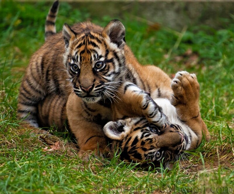 Tiger Cubs Playing — Green