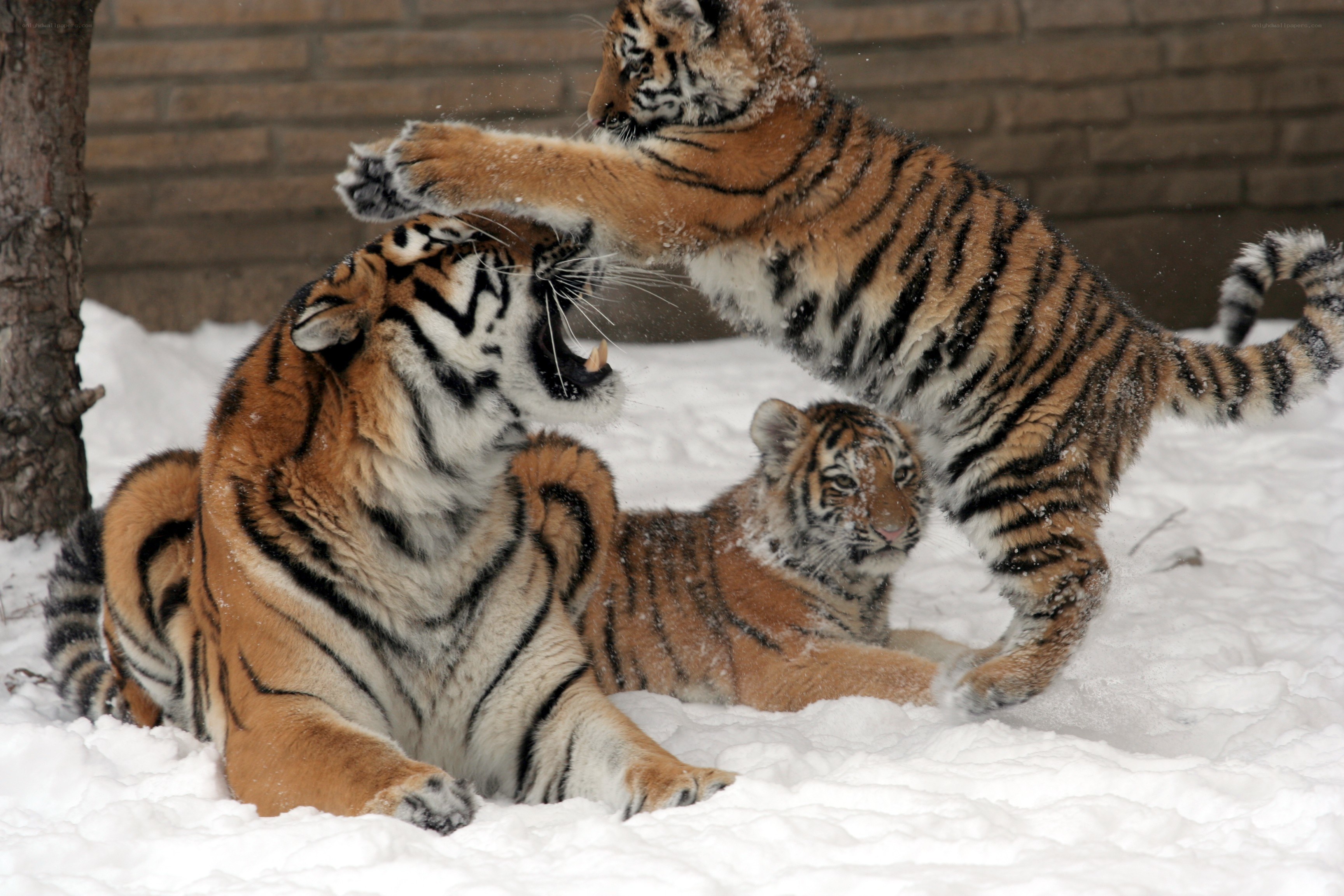 Tiger cubs playing in snow