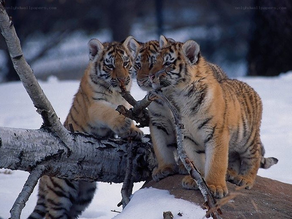 Tiger cubs playing in snow
