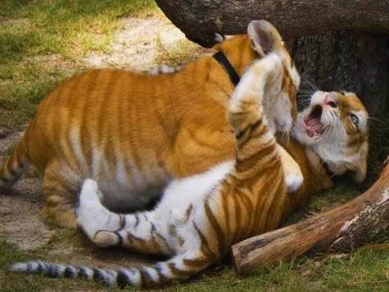 Tiger Cubs Playing — Orange