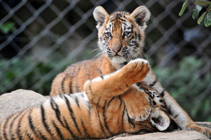 Tiger Cubs Playing