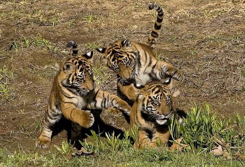 Tiger cubs playing together