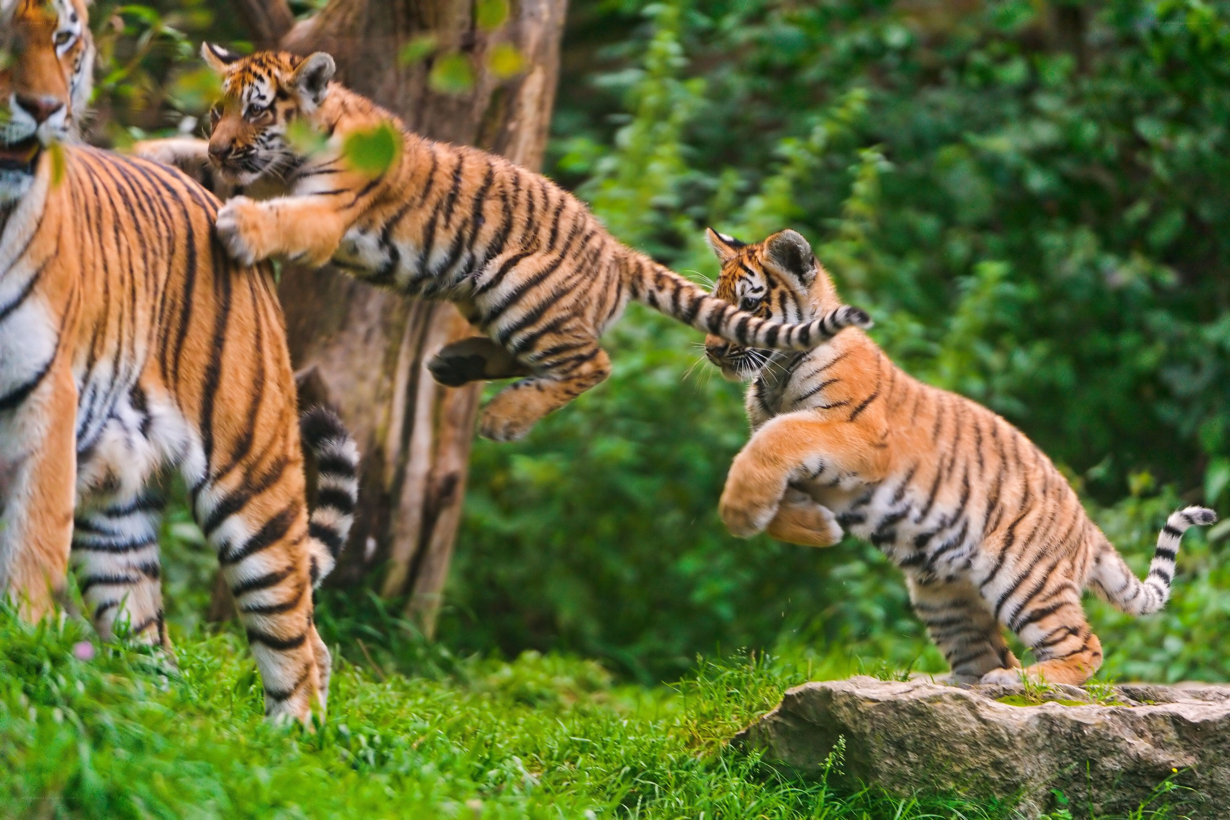Tiger cubs playing with mother