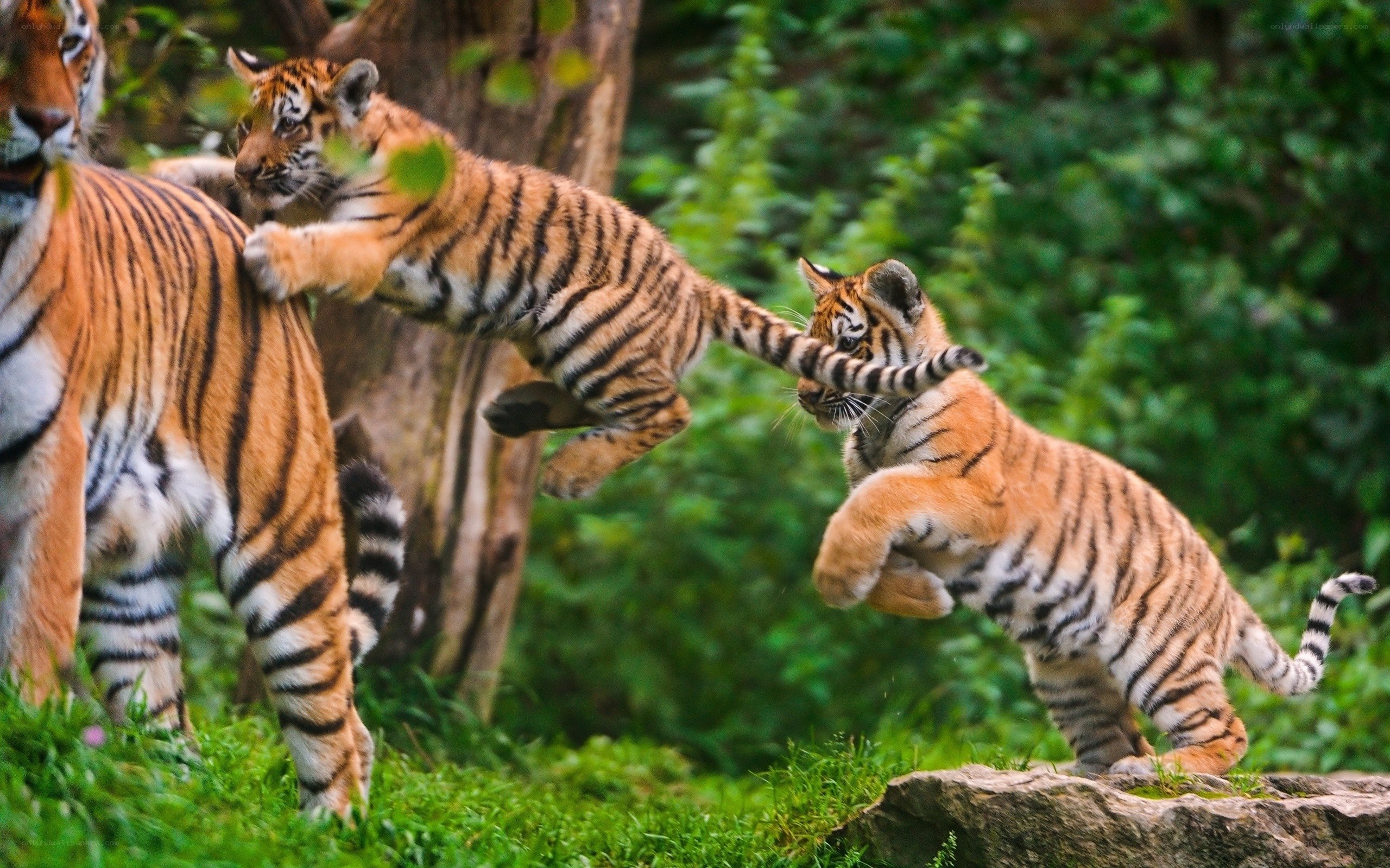 Tiger cubs playing with mother