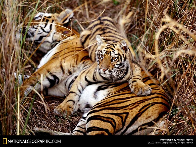 Tiger cubs resting in grass