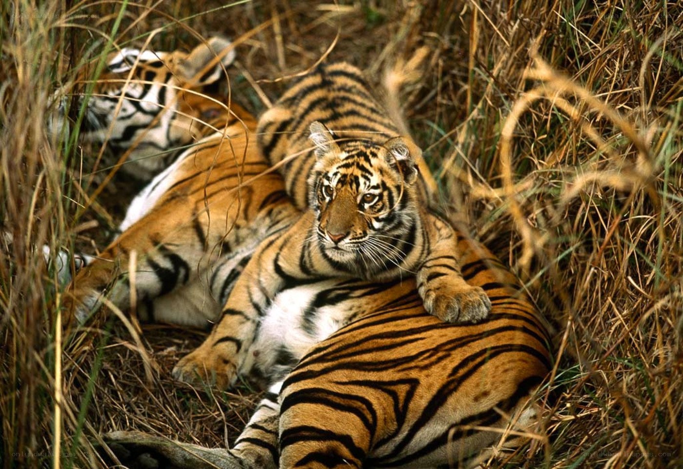 Tiger cubs resting in grass