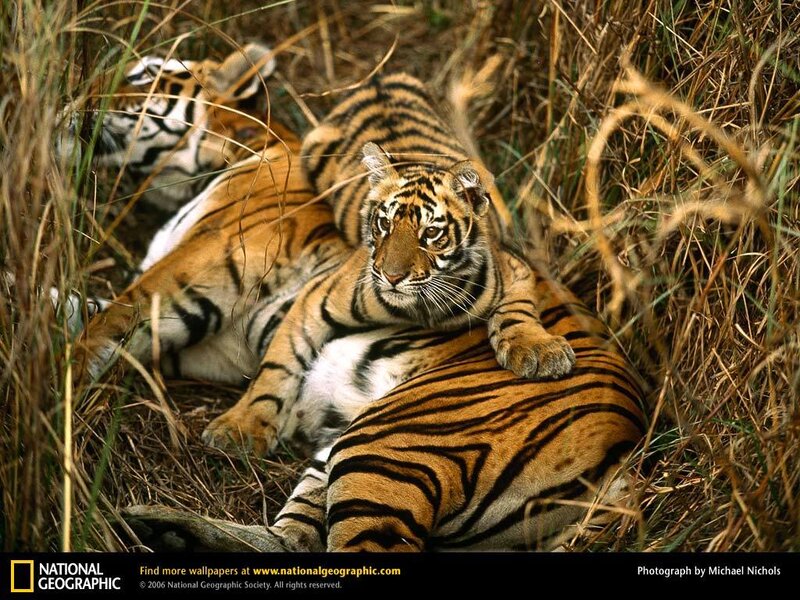 Tiger cubs resting in grass