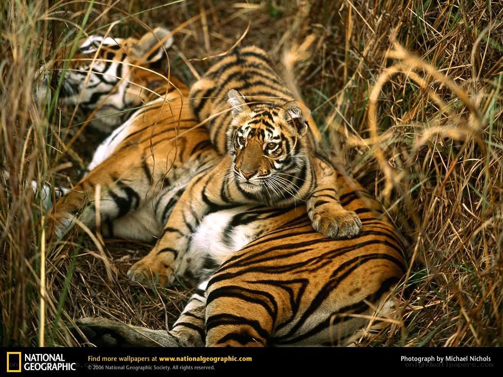 Tiger cubs resting in grass
