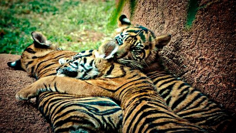 Tiger Cubs Resting