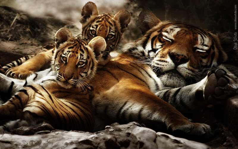 Tiger Cubs with Mother — Orange