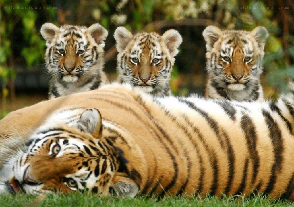 tiger cubs with mother