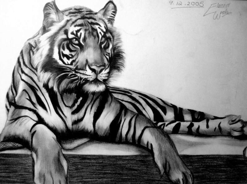 tiger drawing by eleanor wade