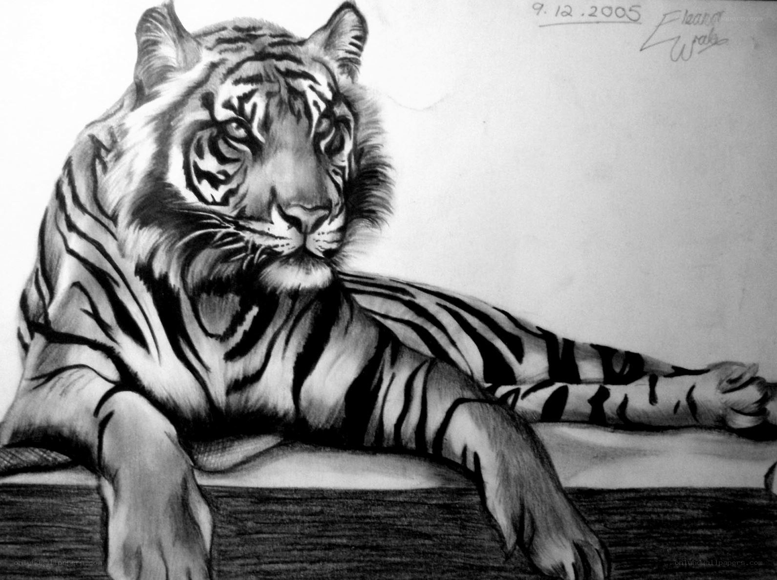 tiger drawing by eleanor wade