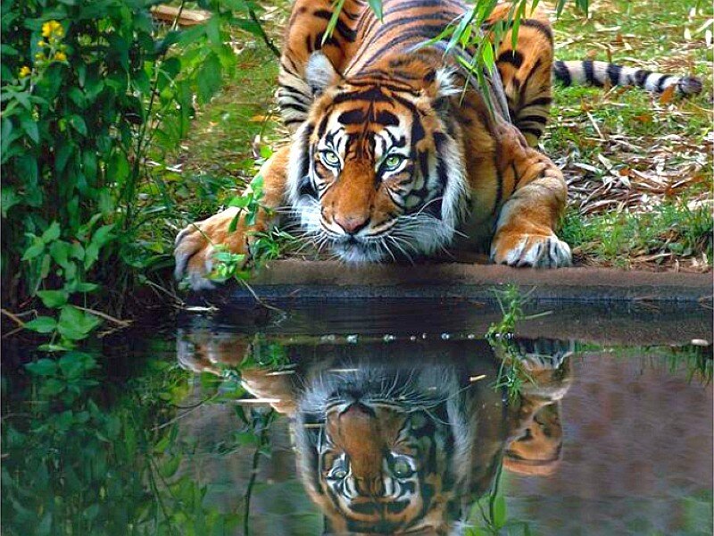 Tiger drinking from a pond