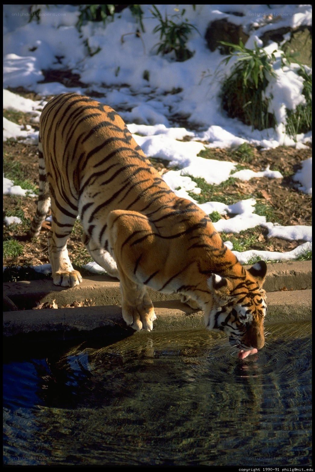 tiger drinking from a pond