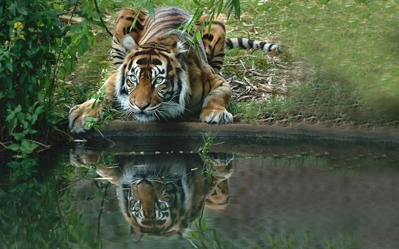 Tiger drinking from a pond