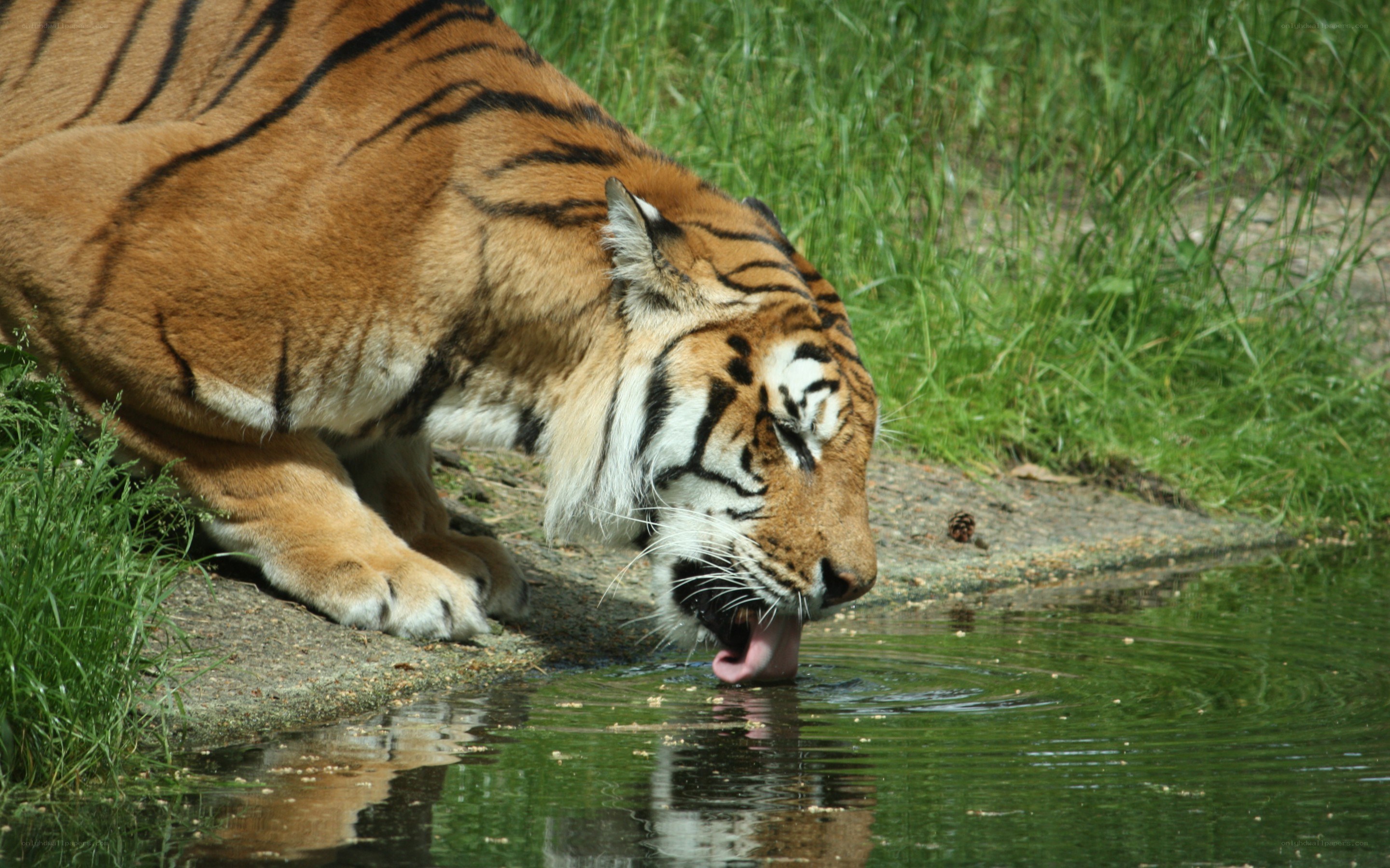 tiger drinking from a pond