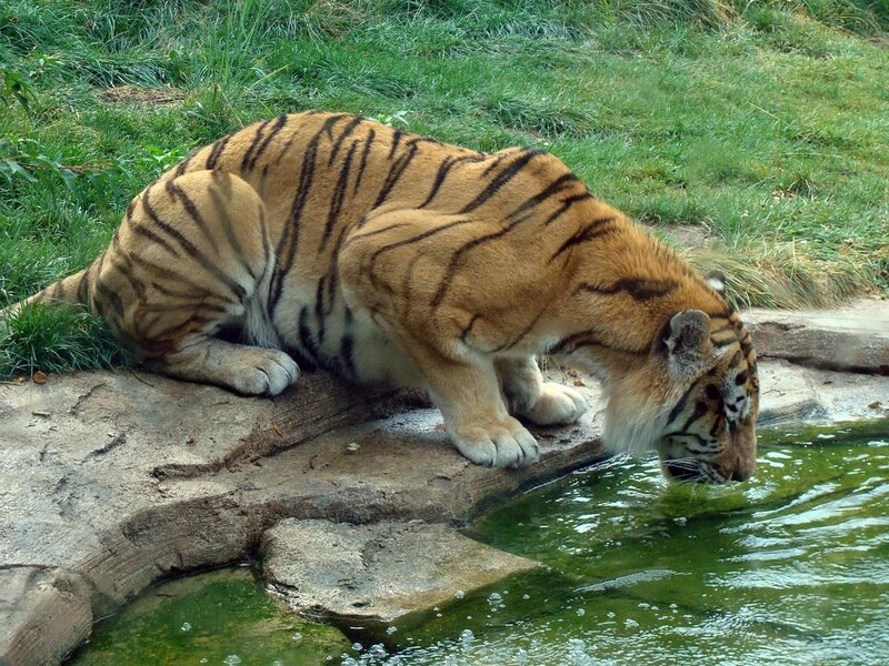 tiger drinking from a pond