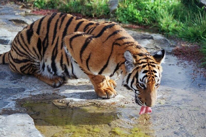 tiger drinking from a puddle