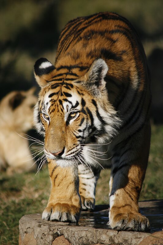 Tiger drinking from a rock