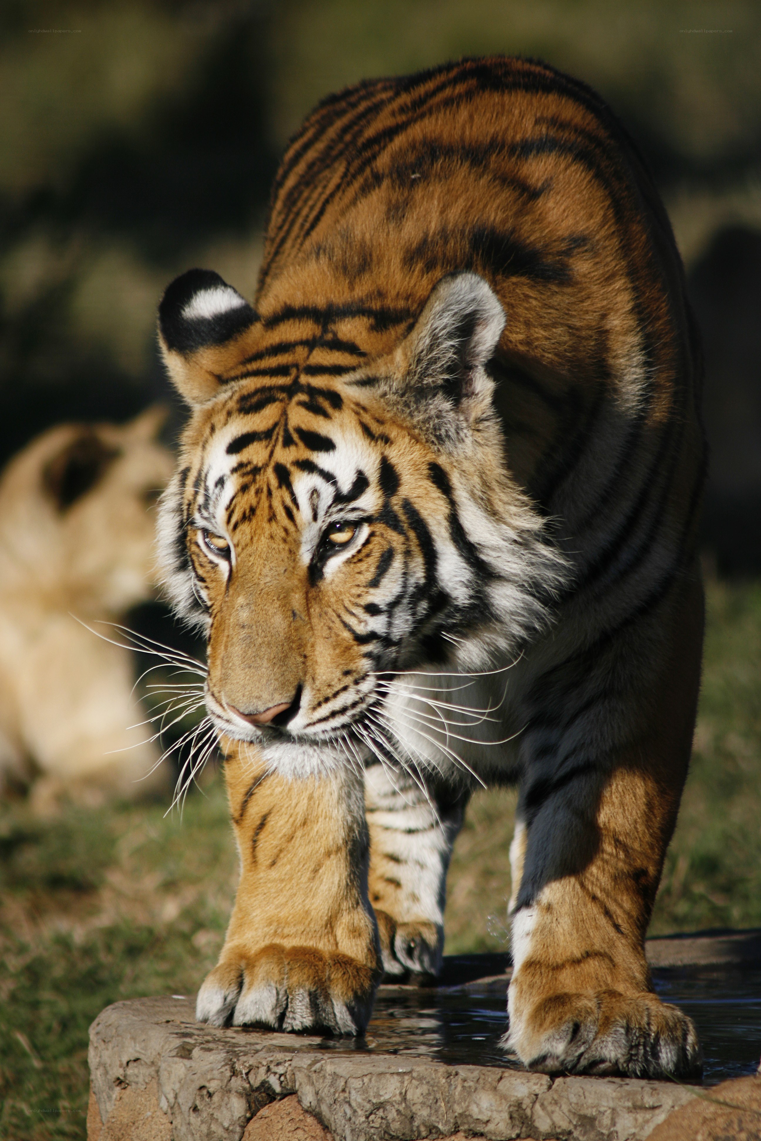 Tiger drinking from a rock
