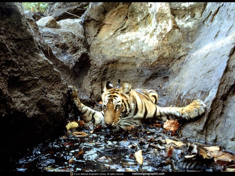 Tiger drinking from a stream