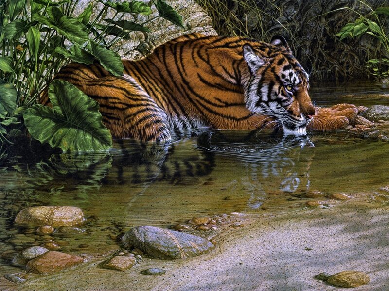Tiger drinking from a stream