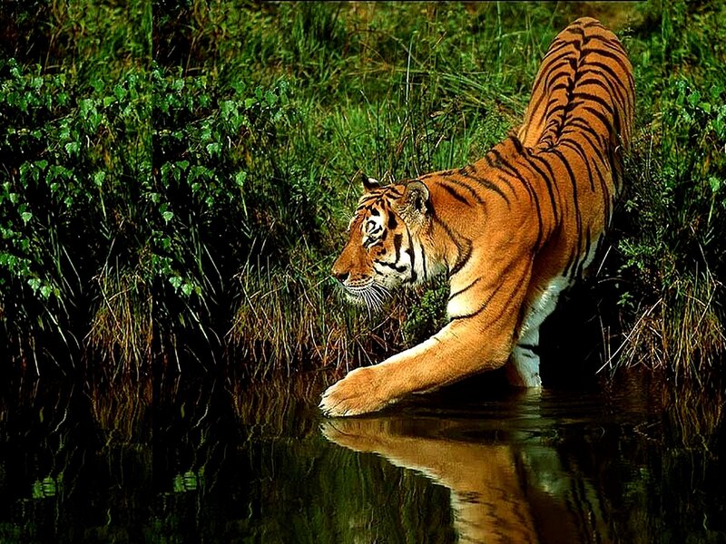 Tiger drinking from a stream